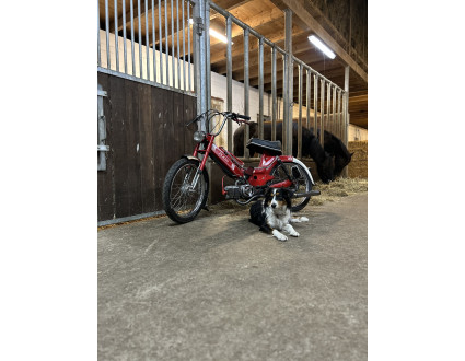Red Puch Maxi S