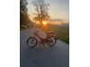 der rot maxi s 