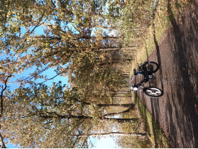 Puch maxi Ztwo custom