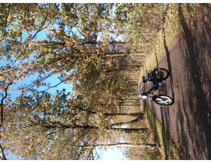 Puch maxi Ztwo custom