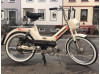 Stubenfliege